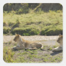 Search for panthera stickers Outdoors