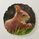 Search for red squirrel cushions Nature