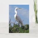 Search for great white egret cards Nature