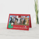 Search for cow cards Holstein