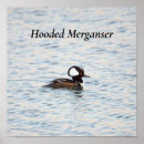 Search for merganser posters Birds