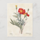 Search for marigold postcards Nature