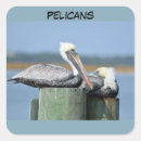 Search for pelicans stickers Wildlife
