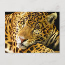 Search for jaguars postcards Spots