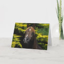 Search for stallions cards Equestrian