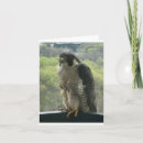 Search for raptors cards Bird
