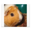 Search for furry posters Pig