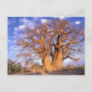 Search for pete postcards Blue