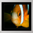 Search for diving art Fish