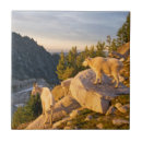 Search for adults tiles Baby