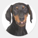 Search for doberman stickers Cute