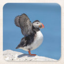 Search for puffin coasters Nature