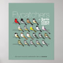 Search for flycatcher posters Audubon