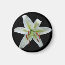 Search for white lily magnets Black