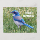 Search for blue jay birthday cards Pretty