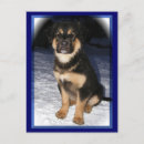 Search for gsd postcards Puppy