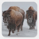 Search for yellowstone bison stickers Nature