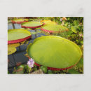 Search for lily pad postcards Pond
