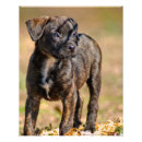 Search for brindle art Canine
