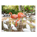 Search for pink flamingo art Florida
