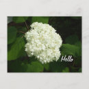 Search for hydrangea flowers postcards Nature