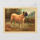 Search for mastiff postcards Portrait
