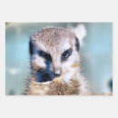 Search for meerkat wrapping paper Animals