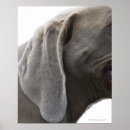 Search for studio shot art Mammal