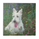 Search for scottish tiles Dog