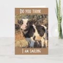 Search for dairy cow cards Photography