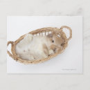 Search for lop postcards Cute