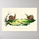 Search for snail posters Vintage