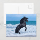 Search for friesian postcards Stallion
