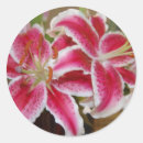 Search for gazer Pink