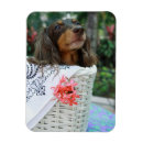 Search for dachshund magnets Domestic animals