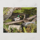 Search for park ducks postcards Nature