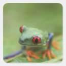 Search for red eyed tree frog stickers Animal