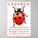 Search for lady bug posters Insect