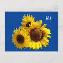 Search for 3 sunflowers postcards Yellow