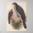 Search for red black white posters Wildlife