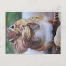 Search for stripped postcards Nature