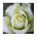 Search for macro focus Floral