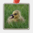 Search for canadian goose christmas tree decorations Bird