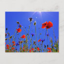 Search for cornflower blue postcards Flowers