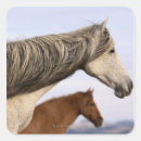Search for horse pictures stickers Nature