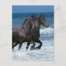 Search for friesians postcards Sea