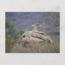 Search for kenya postcards Lion