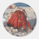 Search for crustaceans magnets Ocean