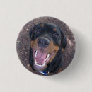 Search for rottweiler accessories Rottie