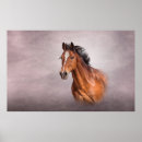 Search for horse breeds chart posters Animals